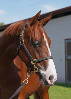 Lot 237: Harry Angel (IRE) / Foxy Touch