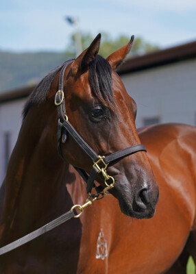 Lot 9: Cosmic Force / Aghna