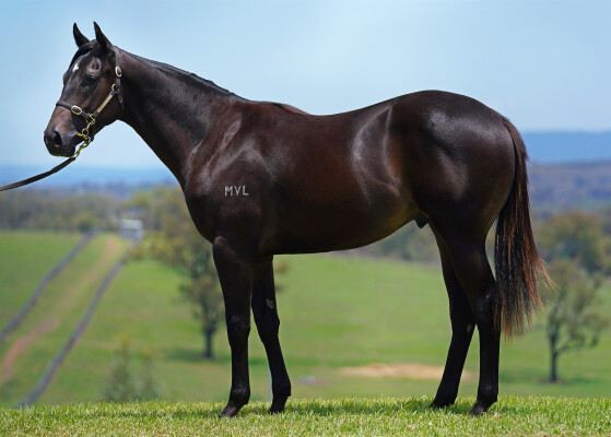Lot 421: Brutal (NZ) / Milanese Girl