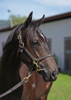 Lot 421: Brutal (NZ) / Milanese Girl