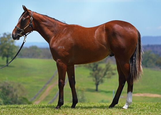 Lot 8: Wild Ruler / African Rainbow