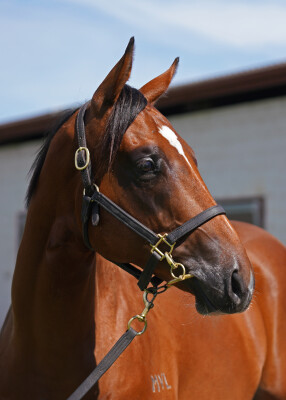 Lot 8: Wild Ruler / African Rainbow