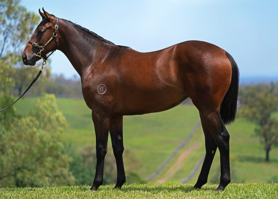 Lot 218: Farnan / Filocolo