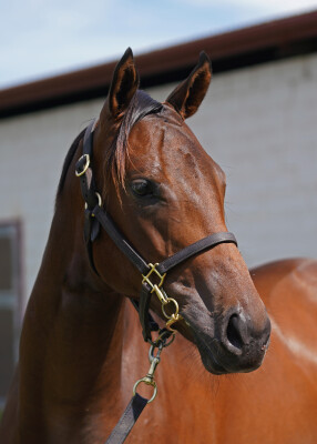 Lot 218: Farnan / Filocolo