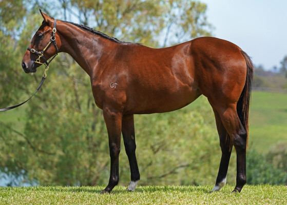 Lot 99: Tiger of Malay / Careless Whisper