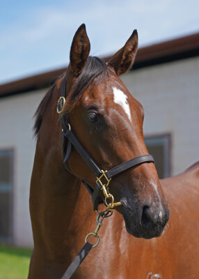 Lot 99: Tiger of Malay / Careless Whisper