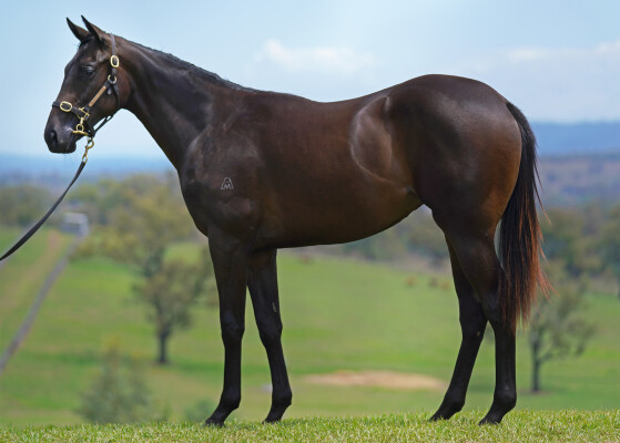 Lot 592: North Pacific / Rosarian