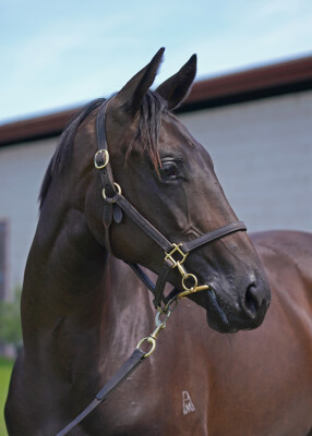 Lot 592: North Pacific / Rosarian