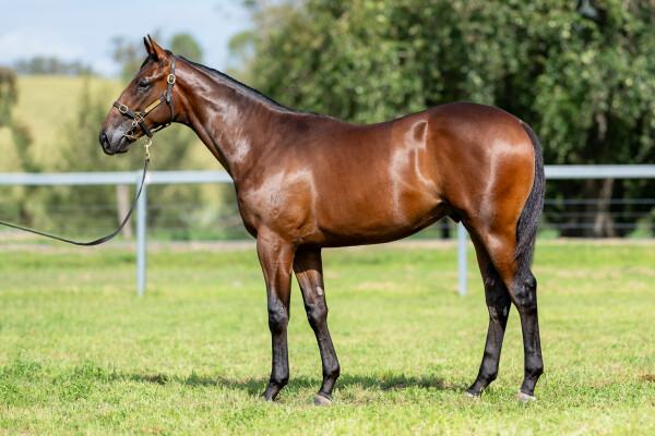 Lot 14: Harry Angel (IRE) / All Over Casanova