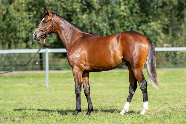 Lot 81: Palace Pier (GB) / Bronte Beach (NZ)