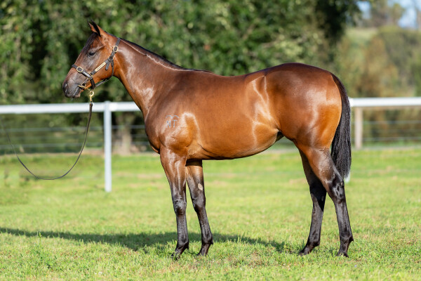 Lot 275: Churchill (IRE) / Harlem Shuffle