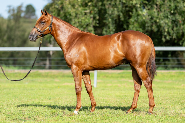 Lot 395: Written By / Lucient