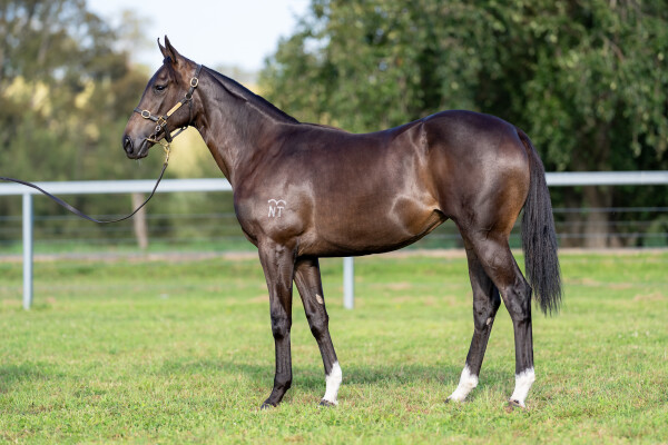 Lot 545: Zousain / Promada (NZ)