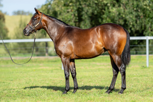Lot 578: North Pacific / Regal Poyse