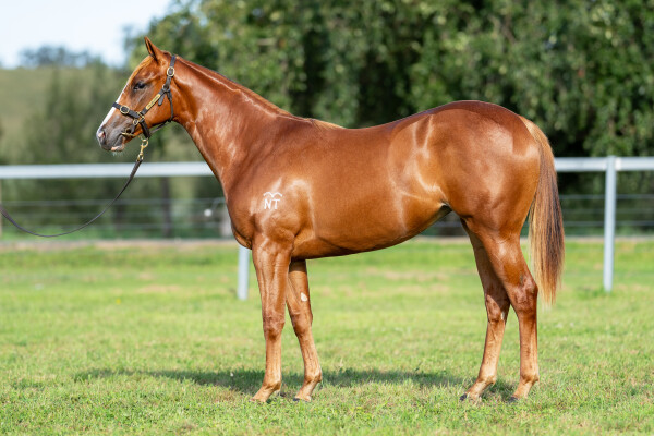 Lot 599: Farnan / Ruby la Rouge