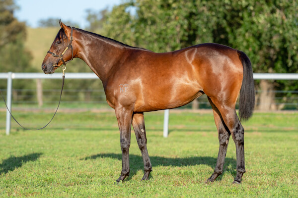 Lot 681: Farnan / Sprout