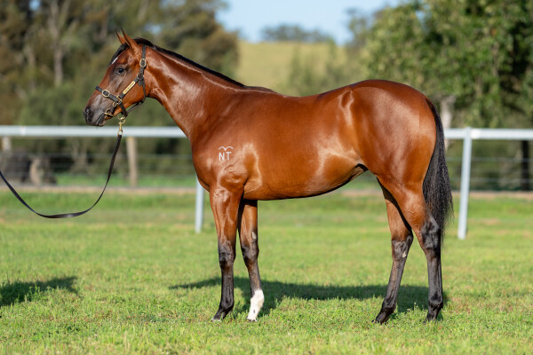 Lot 711: Hellbent / Tempting Lady