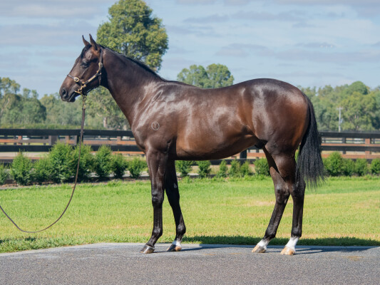 Lot 35: Lucky Vega (IRE) / Arizona Belle (IRE)
