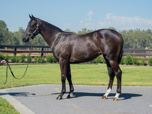 Lot 96: Zoustar / Capriccio