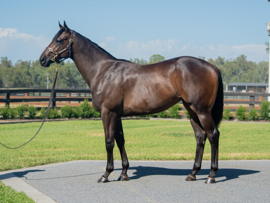 Lot 135: Alabama Express / Daddys Poppit (USA)