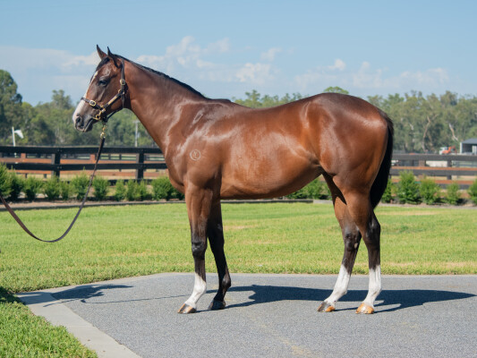 Lot 156: Tagaloa / Derive