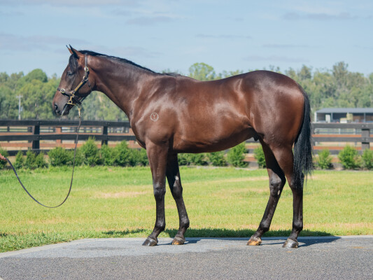 Lot 159: Proisir / Diamond Delight (NZ)
