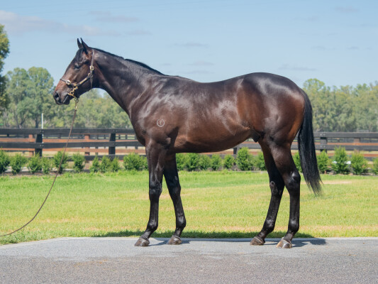 Lot 270: Lucky Vega (IRE) / Gypsy Tucker