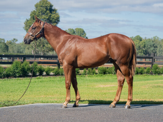 Lot 320: Written Tycoon / Inconsequential