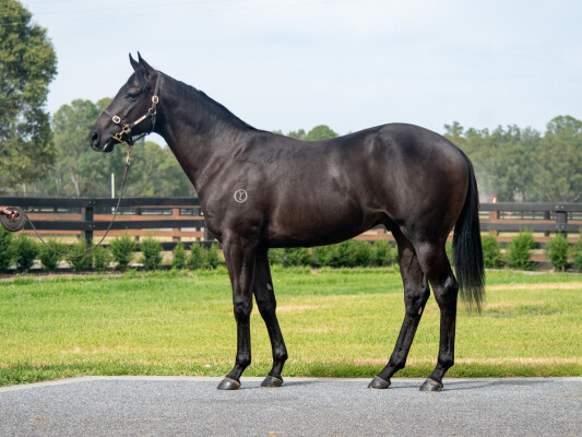 Lot 393: Lucky Vega (IRE) / Love Blossom (IRE)