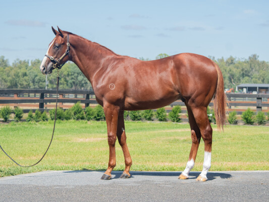 Lot 482: Written Tycoon / Not a Choice