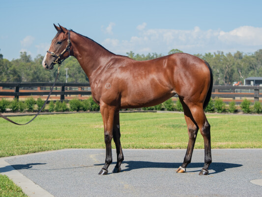 Lot 526: Written Tycoon / Pippa Charlotte