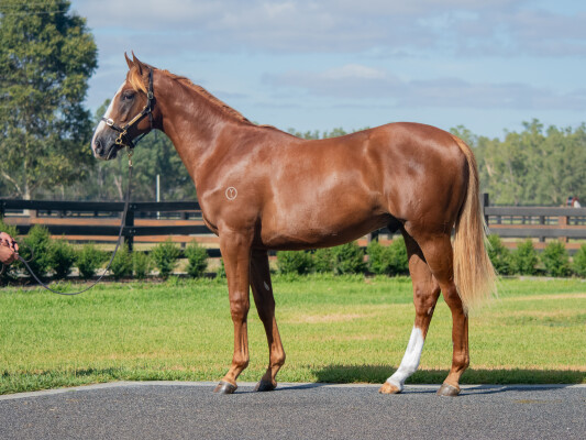 Lot 532: Tagaloa / Positive Peace