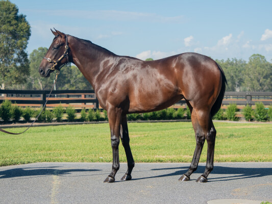 Lot 556: Lucky Vega (IRE) / Queen Iseult