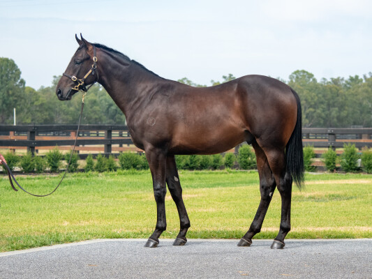 Lot 593: Alabama Express / Rose of Chaparral (NZ)