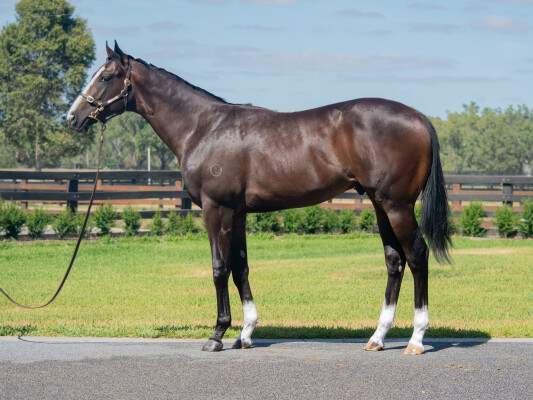 Lot 595: Alabama Express / Rowsthorn