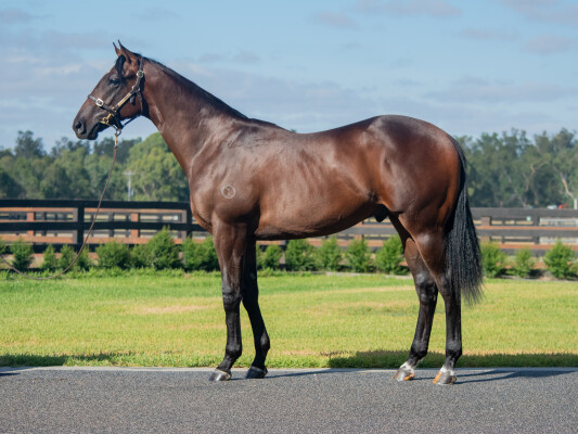 Lot 631: Written Tycoon / She'll be Apples