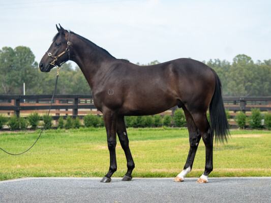 Lot 695: Tagaloa / Sukoon