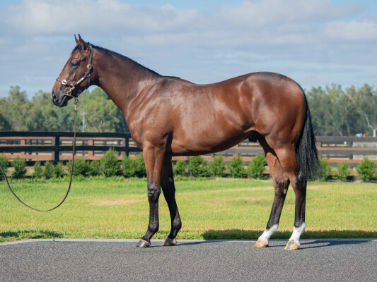 Lot 731: Lucky Vega (IRE) / Told You So