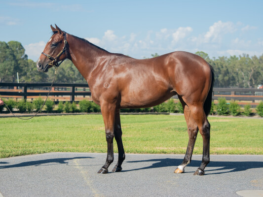 Lot 787: Lucky Vega (IRE) / Wonderful Feeling