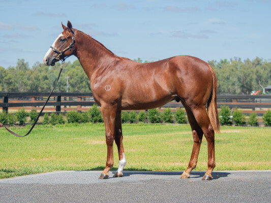 Lot 287: Written Tycoon / Her Response