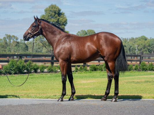 Lot 788: Alabama Express / World Awaits