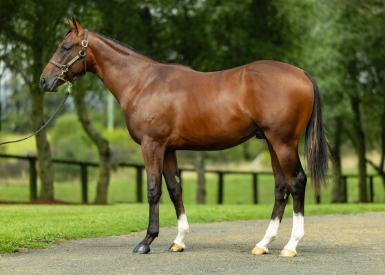 Lot 148: Zousain / Defar