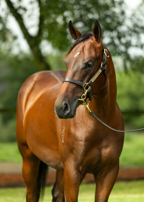 Lot 148: Zousain / Defar