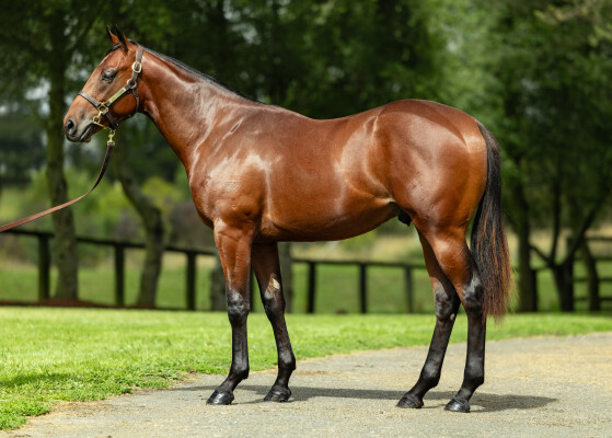 Lot 165: Hellbent / Dilemmas