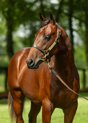 Lot 165: Hellbent / Dilemmas