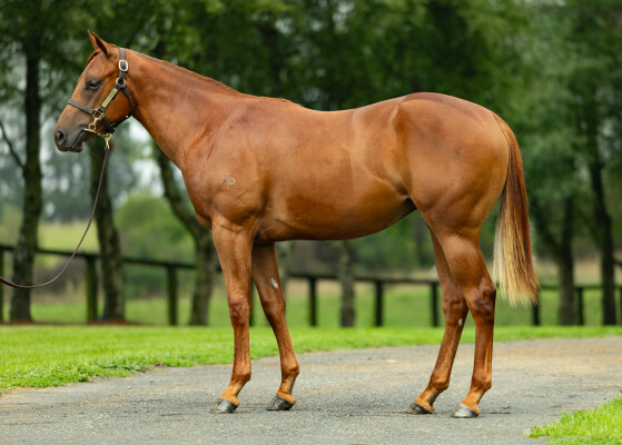 Lot 274: Captivant / Happy Pilgrim