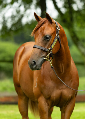 Lot 274: Captivant / Happy Pilgrim