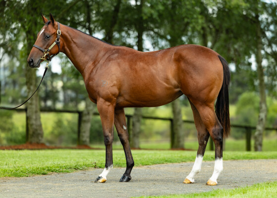 Lot 364: All Too Hard / Lakotadreamcatcher (USA)