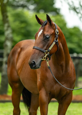 Lot 364: All Too Hard / Lakotadreamcatcher (USA)