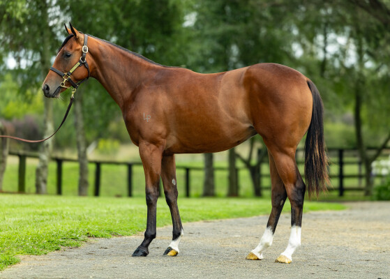 Lot 469: Russian Camelot (IRE) / Nana Jenn